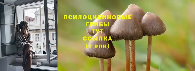 сколько стоит  Пугачёв  Галлюциногенные грибы MAGIC MUSHROOMS 